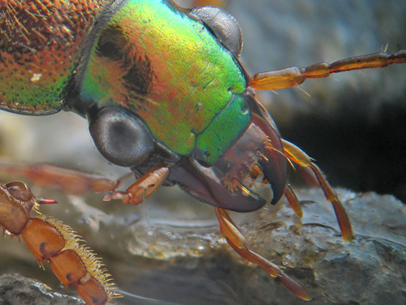 Chlaenius velutinus? No,  Chlaeniellus nitidulus